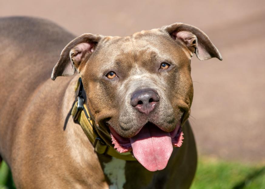 Builder mauled by XL Bully who ‘ripped flesh from his bones’ after escaping while owner offered him cup of tea