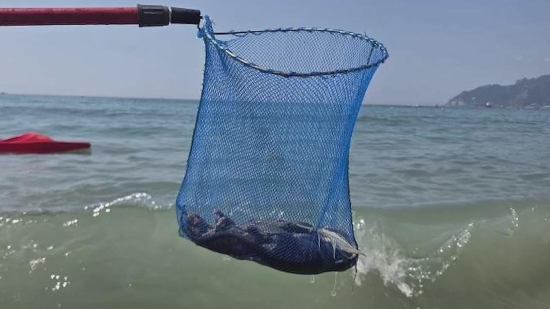 A net containing a dead rat pulled from the ocean.