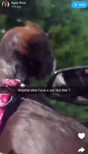 Katie Price's pet in a car.