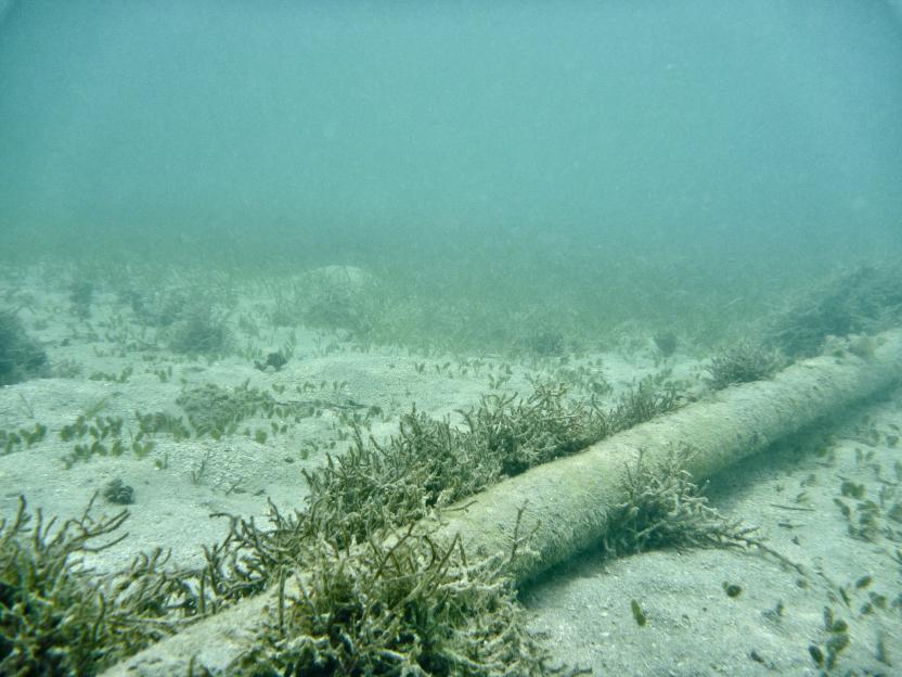 Underwater view of a cable on the sandy ocean floor surrounded by seaweed.