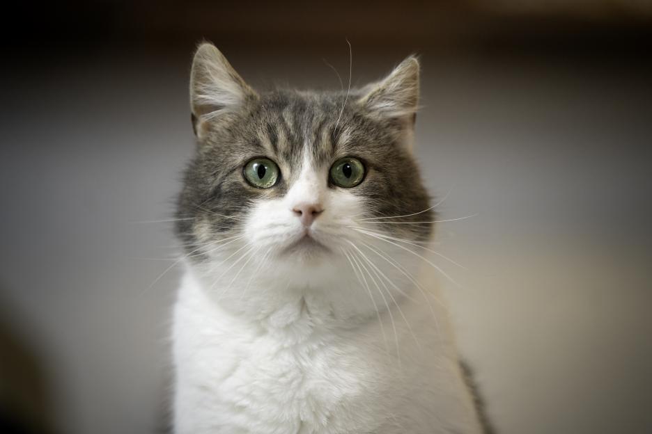 Man left with riddled with ulcer-like boils 24 hours after catching bubonic plague from pet cat