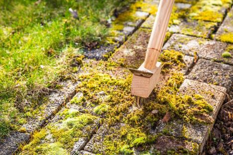 I always spray 60p fridge staple on my patio to banish moss for good – it’s chemical free & makes your plants thrive