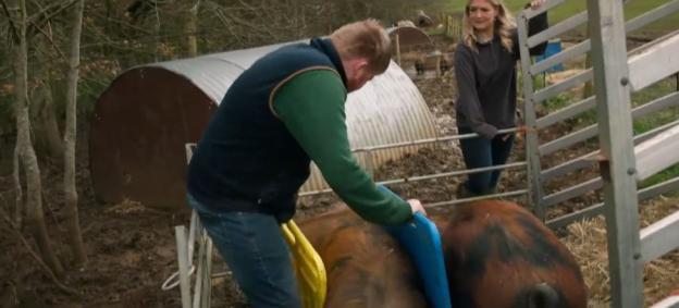 A man restraining an aggressive pig on a farm.