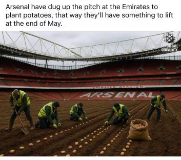 Workers planting potatoes on the Arsenal pitch.