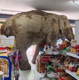 Elephant stuck in a supermarket.