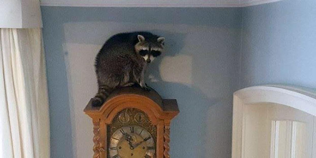 Raccoon sitting atop a grandfather clock in a living room.