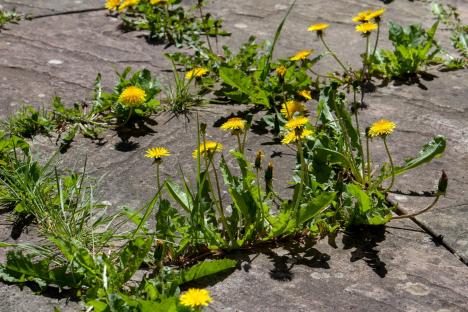 Ditch white vinegar for £2 hack if you want to kill patio weeds – plus trick to ensure other plants don’t get damaged 
