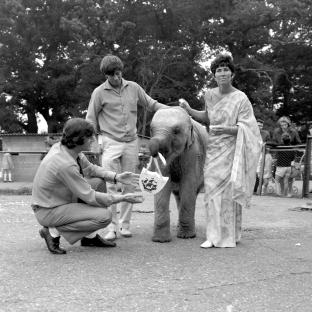 Black and white photo of a young elephant at a zoo being fed by three people.