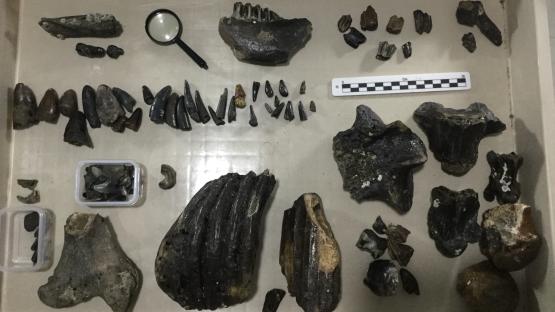 A 140,000-year-old mysterious human ancestor bone found in LOST land where no one can visit