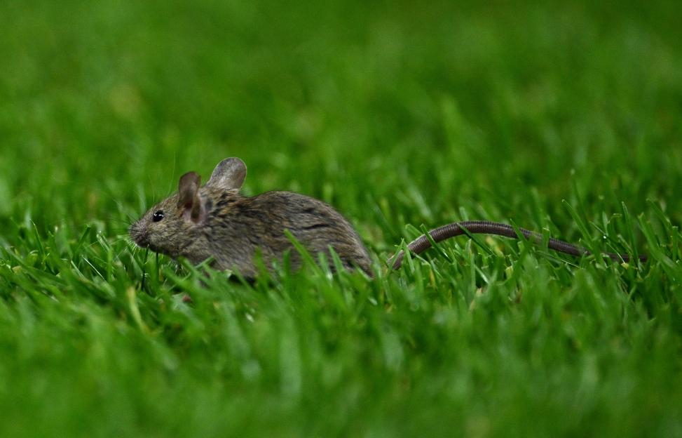 A mouse on the pitch during the UEFA Europa League 2024/25 League Phase MD5 match between Manchester United and FK Bodo/Glimt.