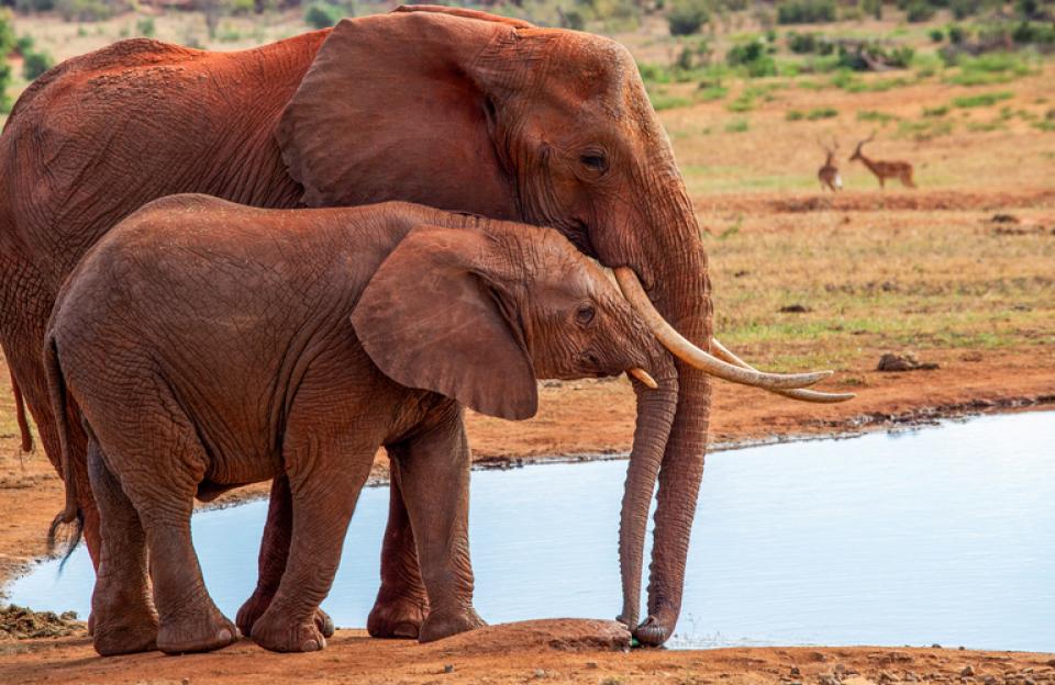Wildlife Society warns against hunting, bushmeat consumption