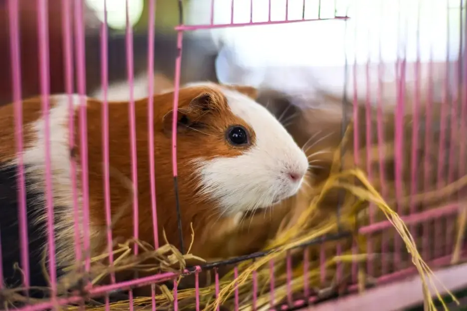 Self-guinea-pig-sitting-opened-924289181