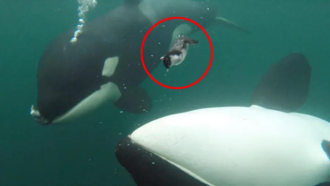 Moment 5-ton killer whale seen giving GIFT to human as scientists capture dozens of baffling orca ‘acts of kindness’