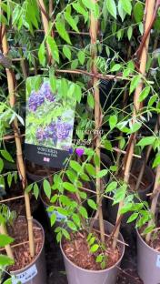 Amethyst Falls wisteria plants in pots.