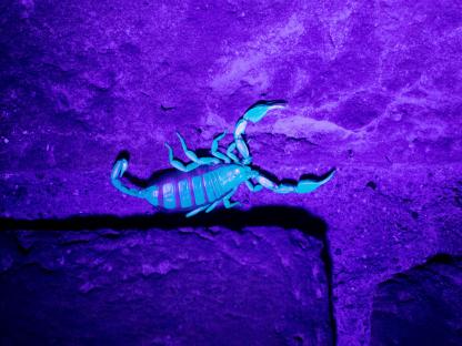 Scorpion glowing blue-green under UV light.