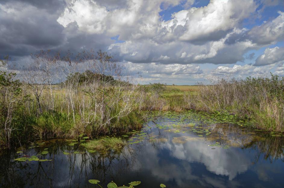 Florida Everglades water reflecting clouds.