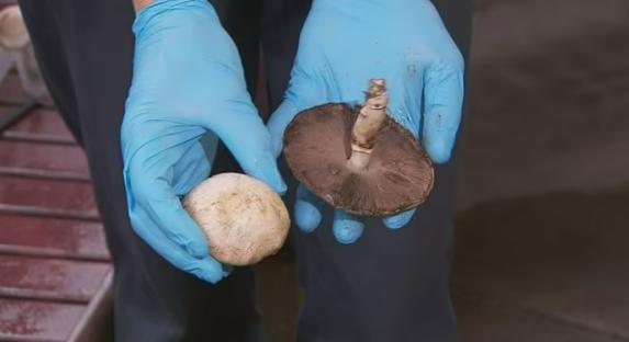 Close-up of two mushrooms held in gloved hands.