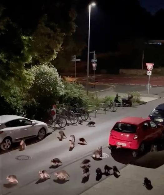 Raccoons crossing a street at night in Kassel, Germany.