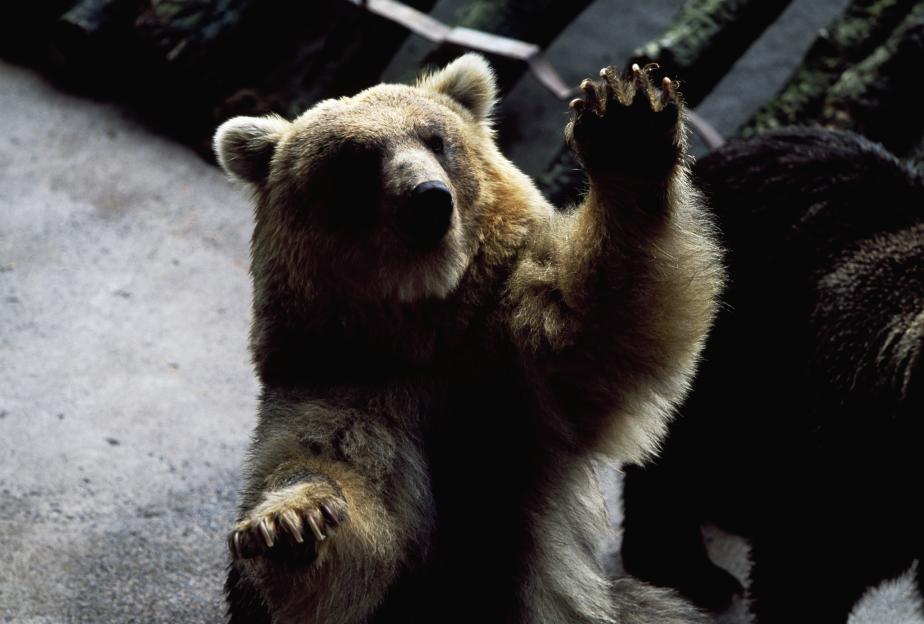 70-Year-Old Mushroom Picker Killed in Brutal Bear Attack: Found with Head Severed