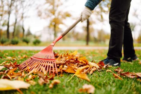 Person raking autumn leaves.
