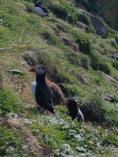 Three puffins on a grassy hillside.