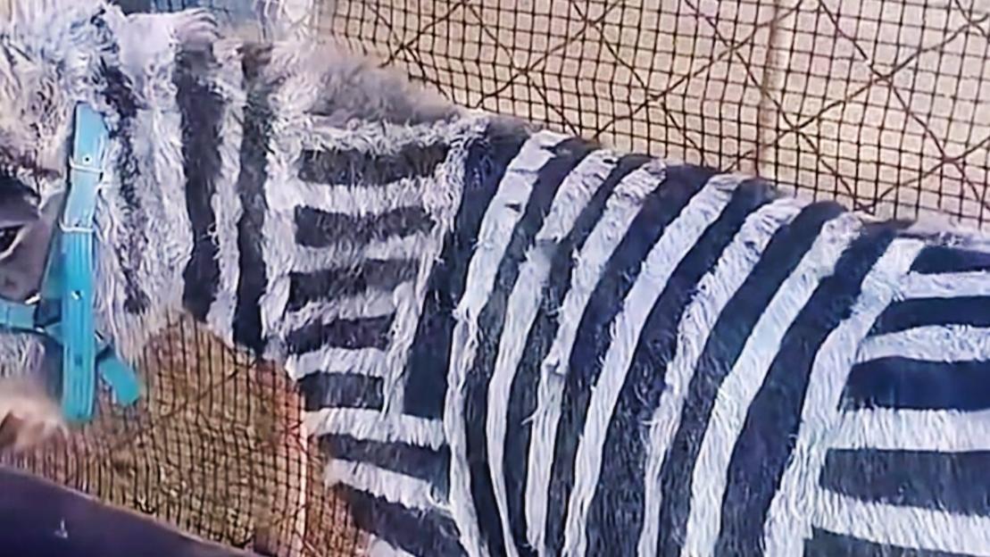 Donkey painted with black and white stripes to resemble a zebra, wearing a light blue halter.