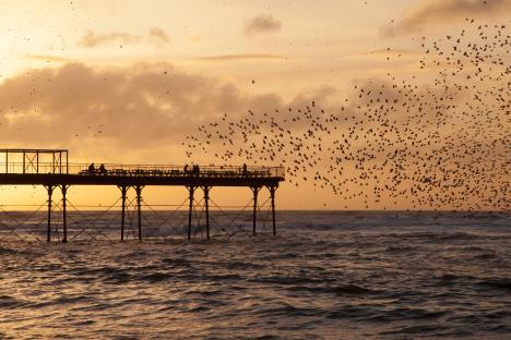 Starling murmuration at sunset over a pier.