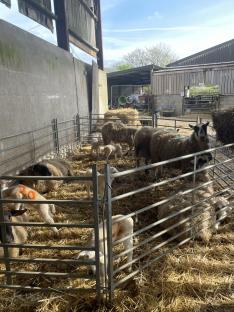 Sheep and lambs in a pen at a farm.