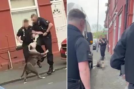 Moment ‘aggressive’ XL Bully is tasered after it was ‘set on cops by owner’ during arrest for ‘carrying machete’