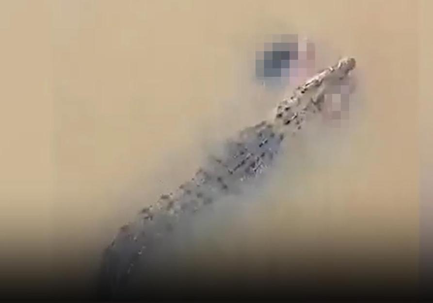 Terrifying Encounter: Crocodile Grabs Woman from Riverbank and Swims Away With Her in Its Jaws