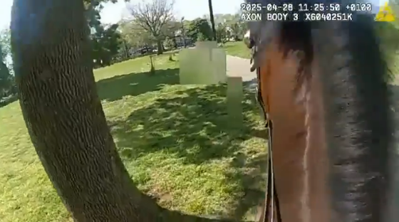 Screenshot of a horse's side and a tree trunk, taken from a body camera.