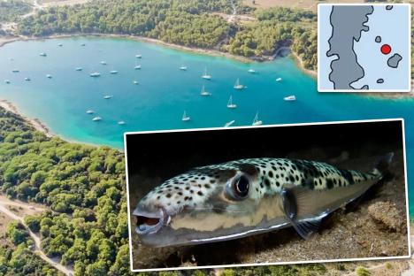 Collage of a bay with boats, a map highlighting a location, and a spotted pufferfish.