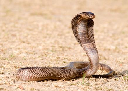 Egyptian cobra with its hood raised.