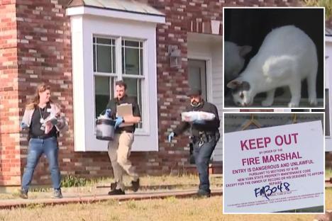 Horror as 100 cats found dead in home after reports of ‘foul smell’ with corpses ‘kept in freezer & strewn across house’