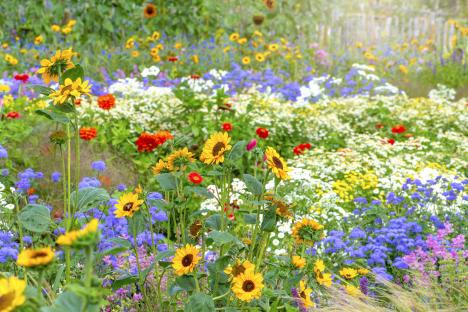 Gardening expert reveals how to prevent weeds ‘naturally’ – with no harsh chemicals