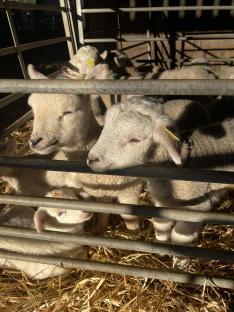 Lambs in a pen.