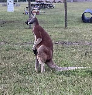 Kangaroo in grassy enclosure.
