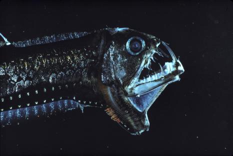 Close-up of a deep-sea fish's head and mouth.