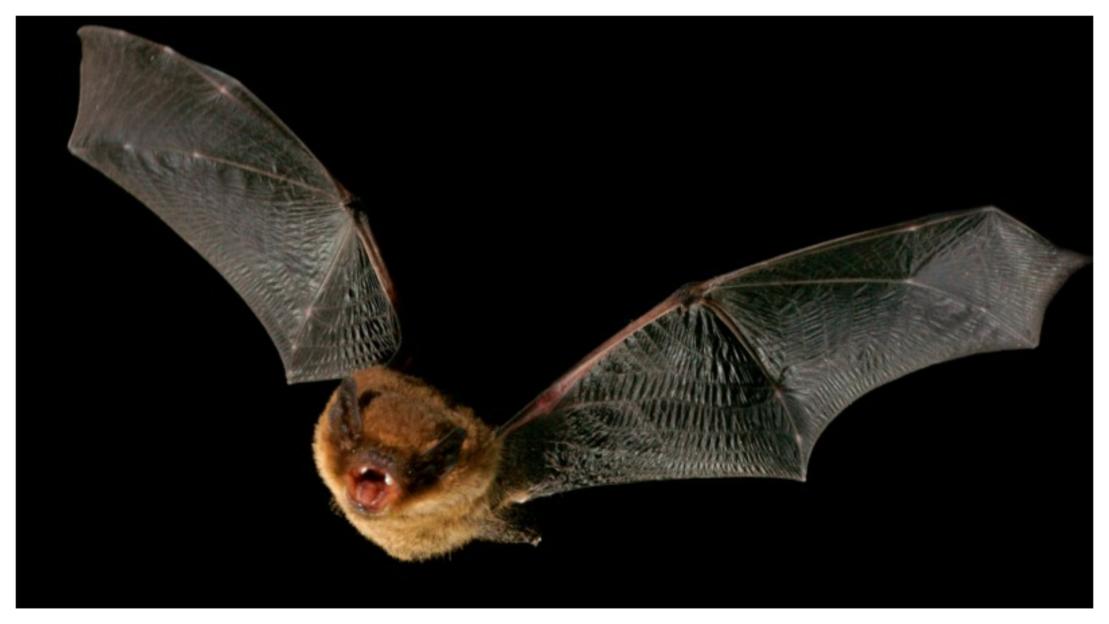 The little-known reason Scots should love BATS and why they’re a lifesaver in the garden this summer