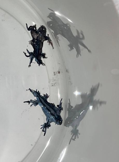 Blue dragon sea slugs in a container.
