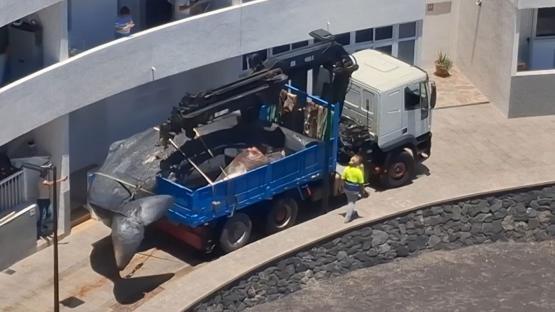 A crane truck lifts a dead sperm whale onto its bed.