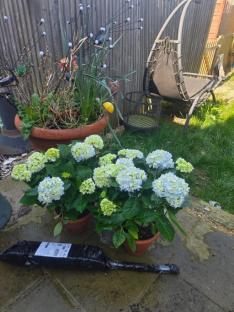 Two potted hydrangeas in a garden.