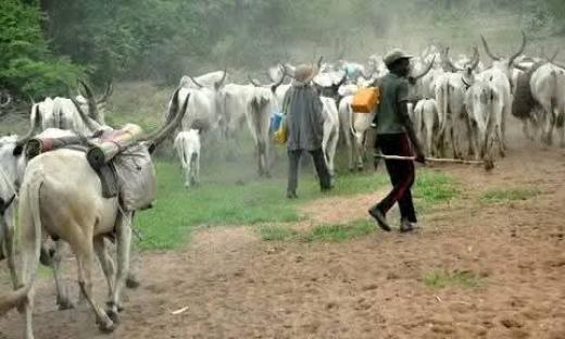 Army raises alarm over mass cattle influx into Plateau farming communities