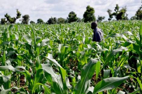 Food security: FG charges colleges, research institutes to transit from theoretical to practical