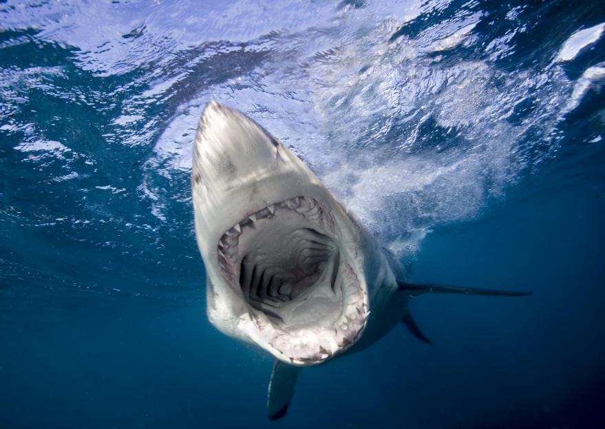 Underwater close-up of a great white shark's open mouth.