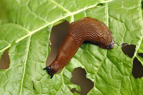 I was sick of slugs ruining my plants but found an easy to apply Asda buy to keep them away for less than £2