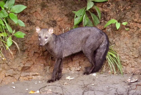 Ghost dog in the Amazon rainforest.