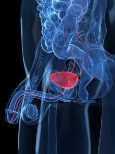Illustration of a healthy prostate gland.