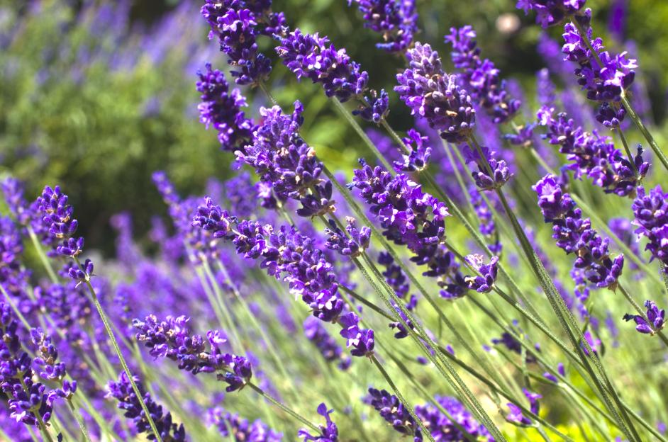 Bright-purple-lavender-full-bloom-1010870394