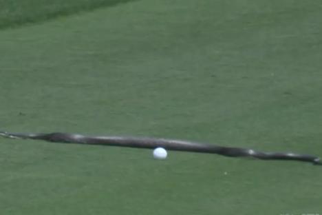 USPGA Championship official forced to shoo huge SNAKE off the course as it approaches player’s ball in incredible scenes